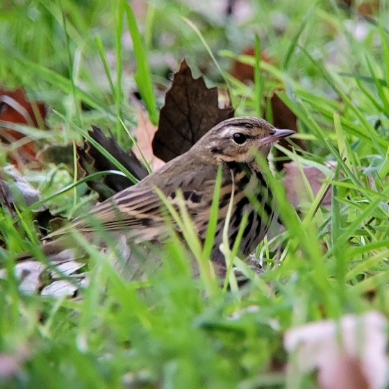 Olive-backed Pipit, Toby Carter