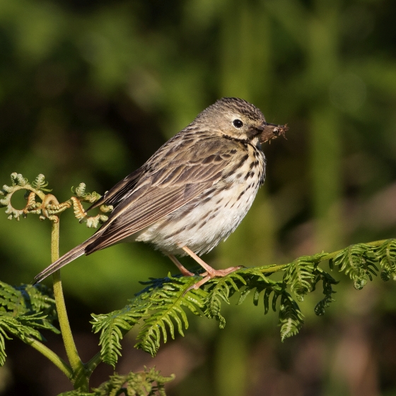 Tree Pipit, Liz Cutting