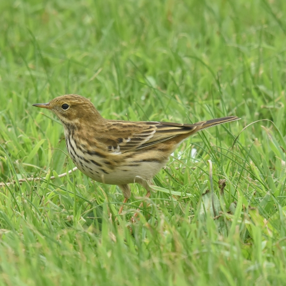 Meadow Pipit, Moss Taylor