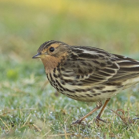 Red-throated Pipit, Yoav Perlman