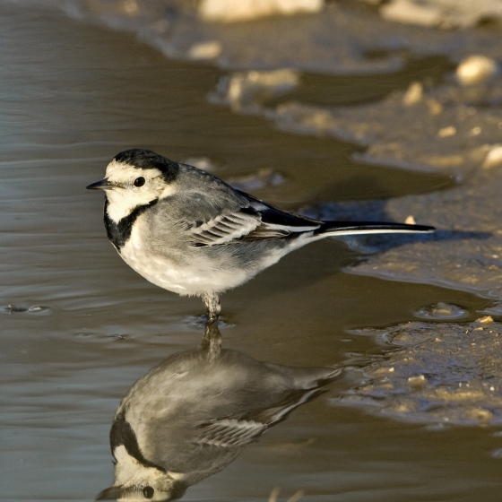 Pied/White Wagtail, Chris Knights