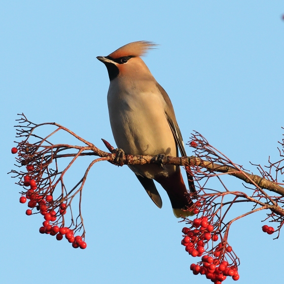 Waxwing, Liz Cutting