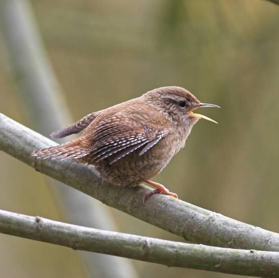 Wren, Allan Drewitt