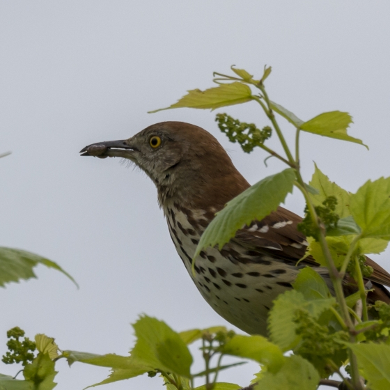 Brown Thrasher, Ruth Walker