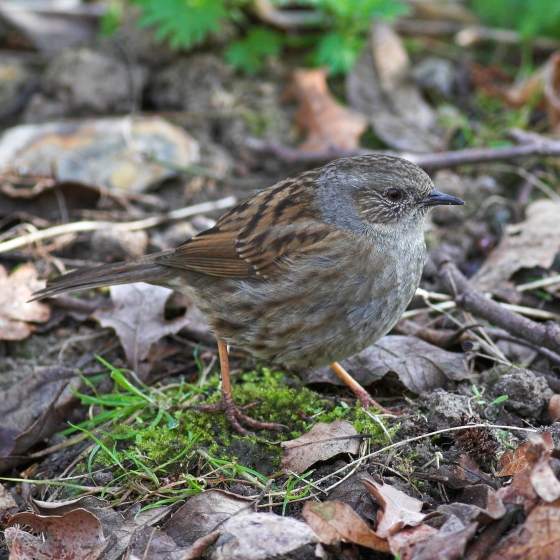 Dunnock, Allan Drewitt