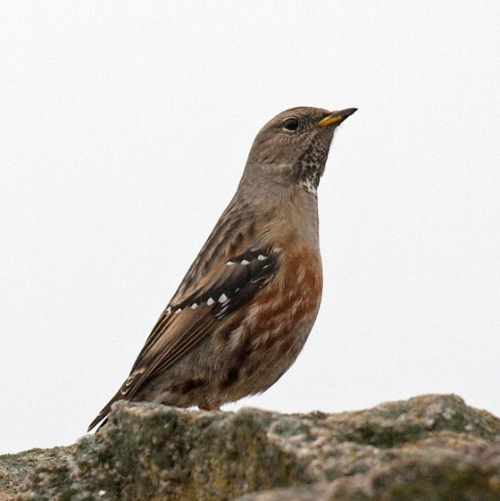 Alpine Accentor, John Harding