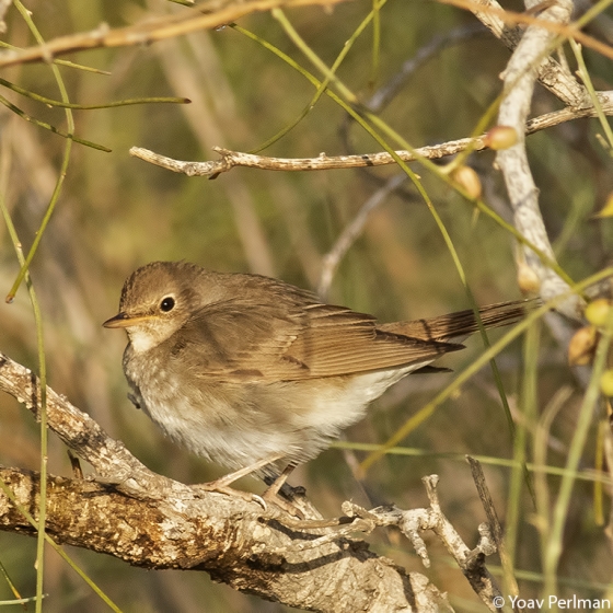 Thrush Nightingale, Yoav Perlman