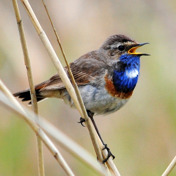 Bluethroat, Amy Lewis