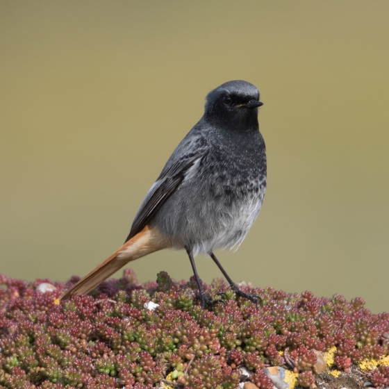 Black Redstart, Liz Cutting