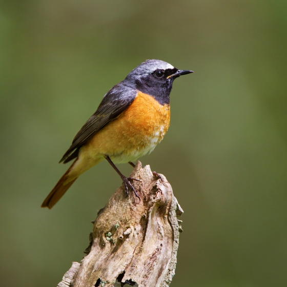 Redstart, Edmund Fellowes