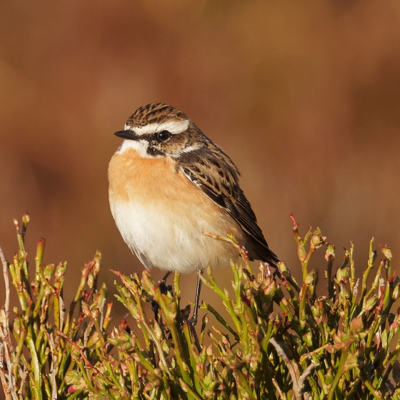 Whinchat, Liz Cutting