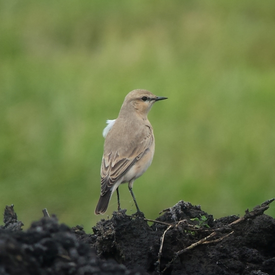 Isabelline Wheatear, Simon Gillings