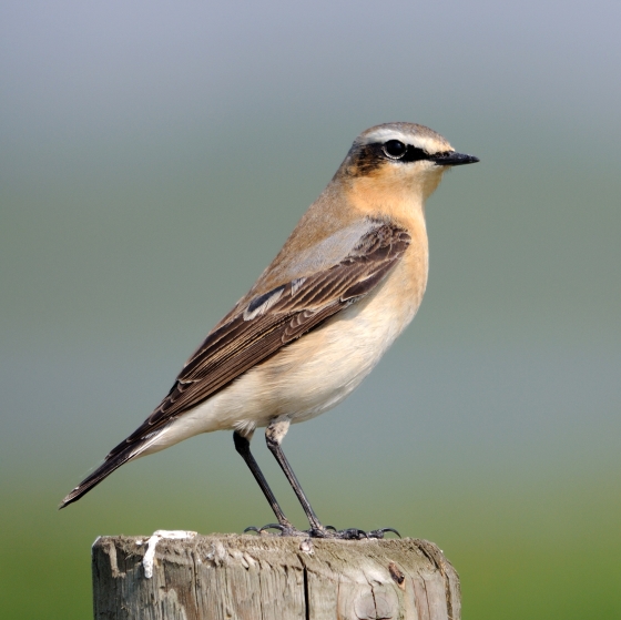 Wheatear, Amy Lewis