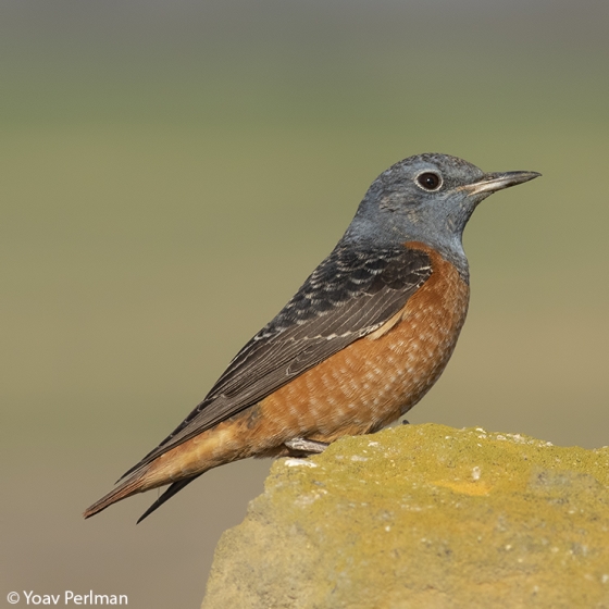 Rock Thrush, Yoav Perlman