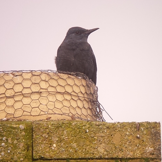 Blue Rock Thrush, Simon Gillings