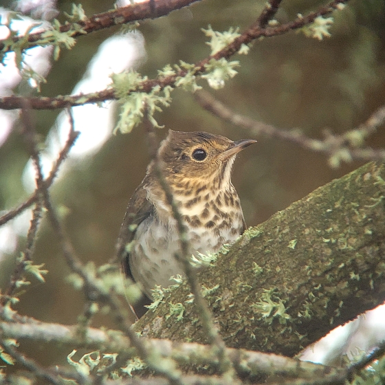 Swainsons Thrush, Toby Carter