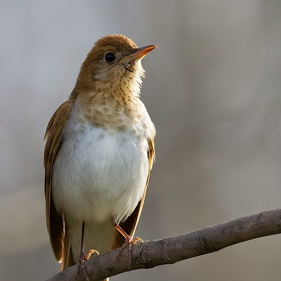 Veery, Yoav Perlman