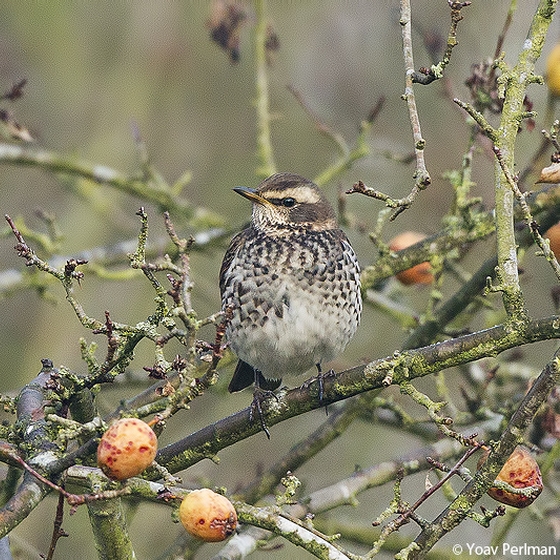 Dusky Thrush, Yoav Perlman