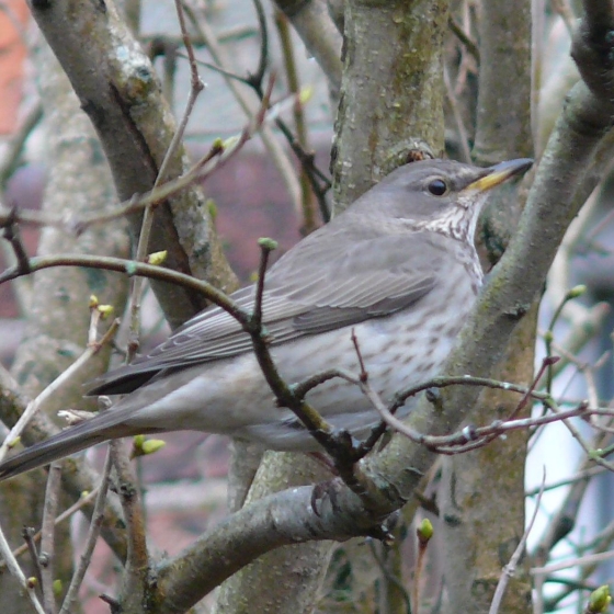 Black-throated Thrush, Steve Smith & Zoe Shreve