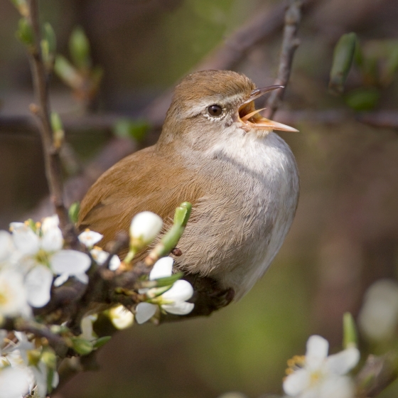 Cetti's Warbler, Liz Cutting