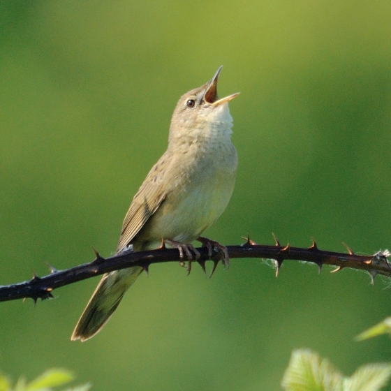 Grasshopper Warbler, Amy Lewis