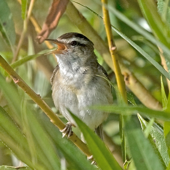 Sedge Warbler, Colin Brown