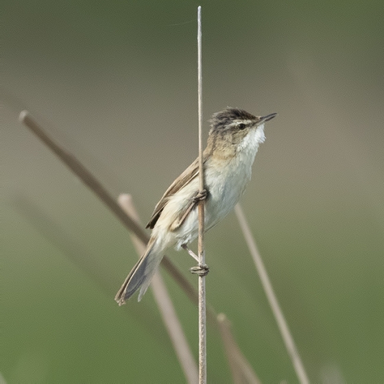 Paddyfield Warbler, Yoav Perlman