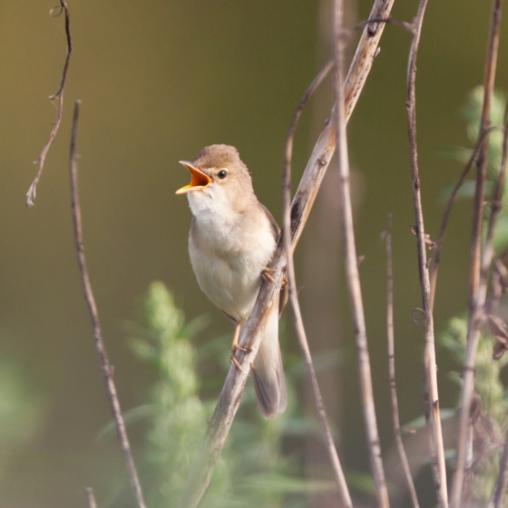 Marsh Warbler, Graham Clarke