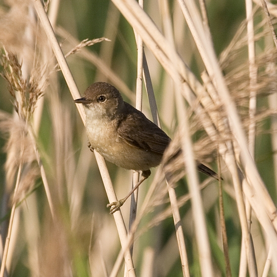 Reed Warbler, Colin Brown 