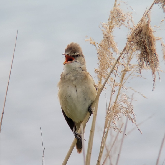 Great Reed Warbler, Toby Carter