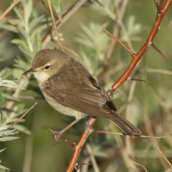 Booted Warbler, Yoav Perlman