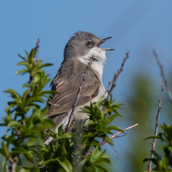 Lesser Whitethroat, Philip Croft 