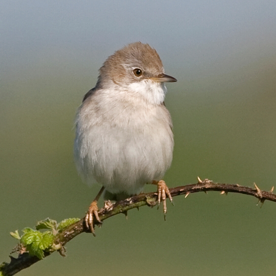 Whitethroat, Colin Brown