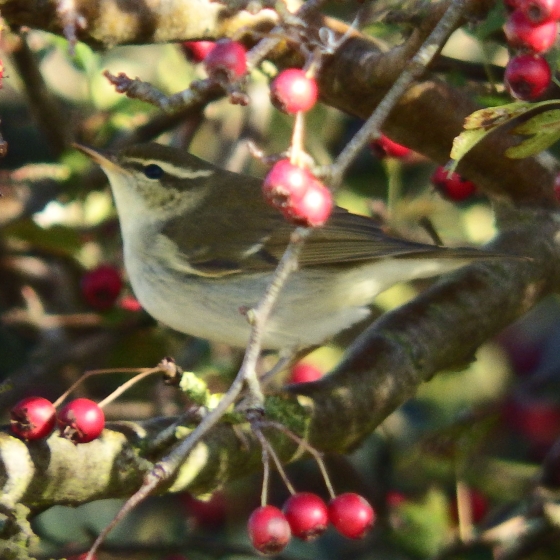 Arctic Warbler, Zoe Shreve