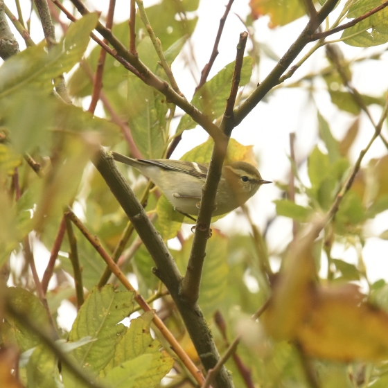 Yellow-browed Warbler, Moss Taylor