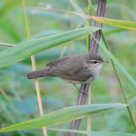 Dusky Warbler, Neil Calbrade