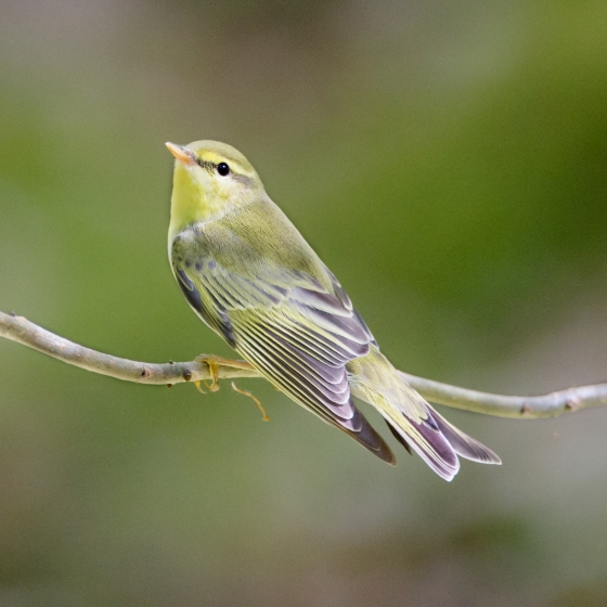 Wood Warbler, Edmund Fellowes