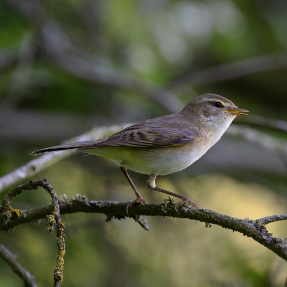 Willow Warbler, Edmund Fellowes