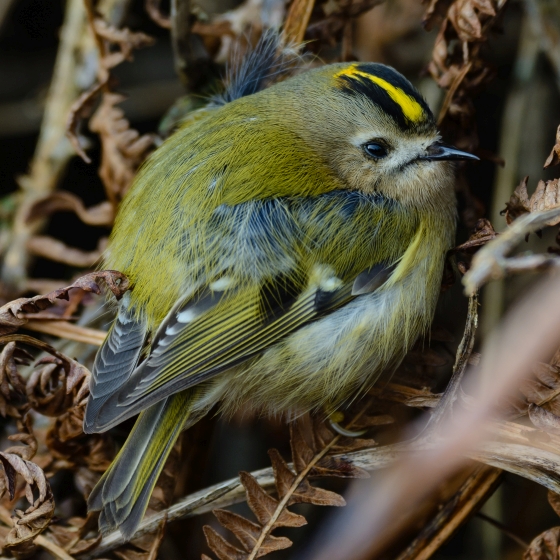 Goldcrest, Philip Croft