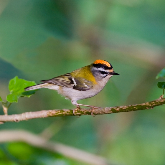 Firecrest, Chris Knights