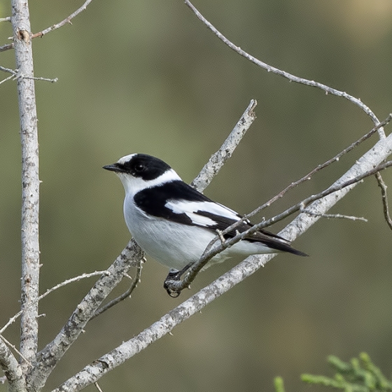 Collared Flycatcher, Yoav Perlman