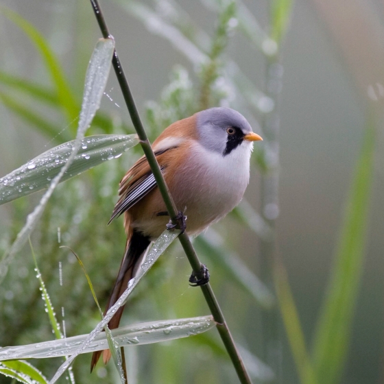 Bearded Tit, Allan Drewitt