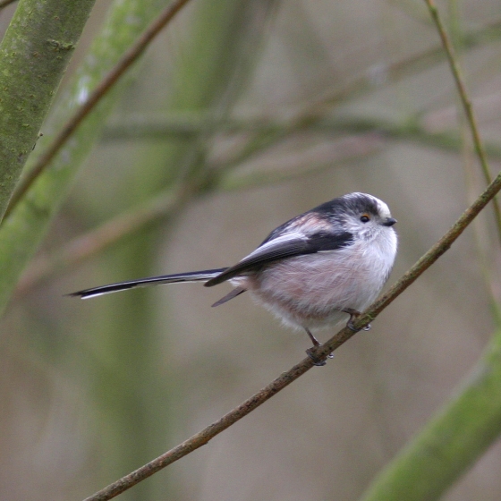 Long-tailed Tit, Allan Drewitt