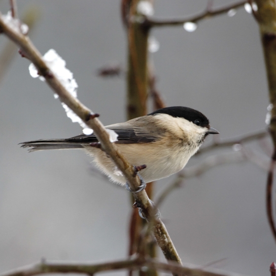 Willow Tit, Graham Catley
