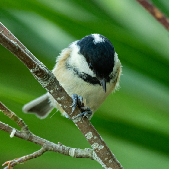 Coal Tit, Philip Croft