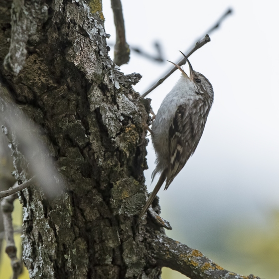 Short-toed Treecreeper, Yoav Perlman