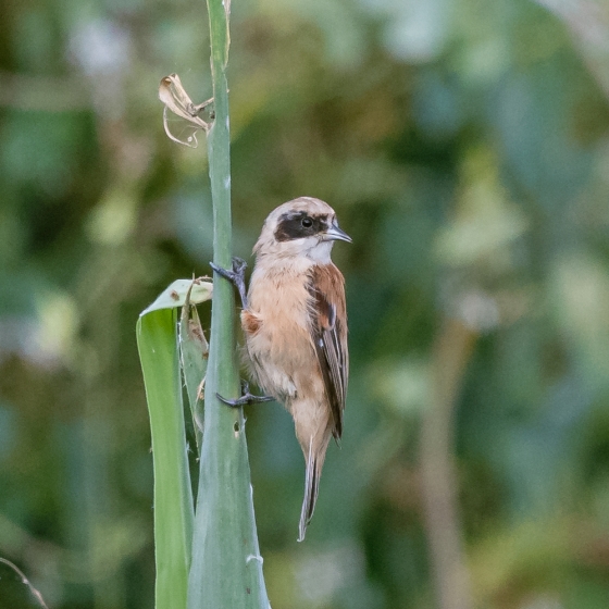 Penduline Tit, Philip Croft