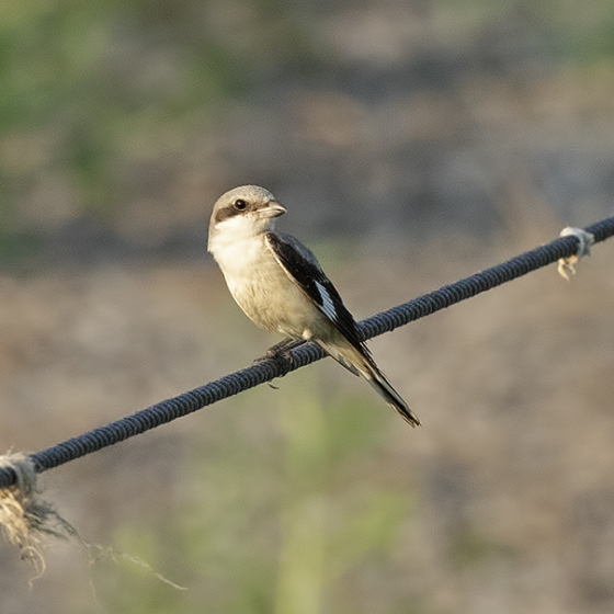 Lesser Grey Shrike, Yoav Perlman