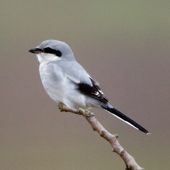 Great Grey Shrike, Graham Catley