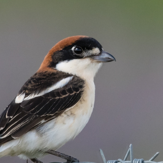 Woodchat Shrike, Philip Croft